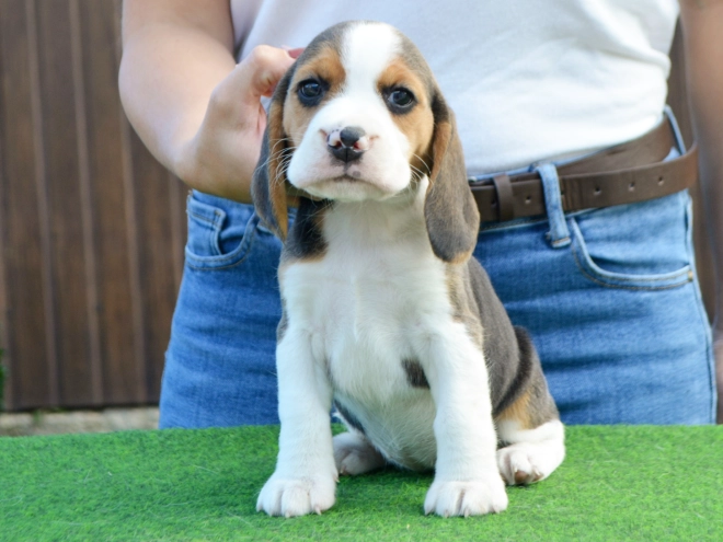 Perros Beagle en venta