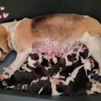 Promising litter, tricolor Beagle Welpen kaufen