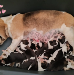 Beagle Welpe kaufen