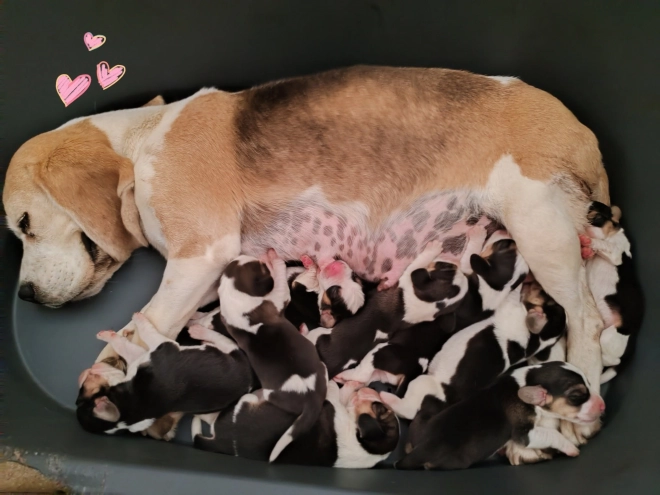 Beagle Welpe kaufen