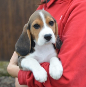 Perros Beagle en venta