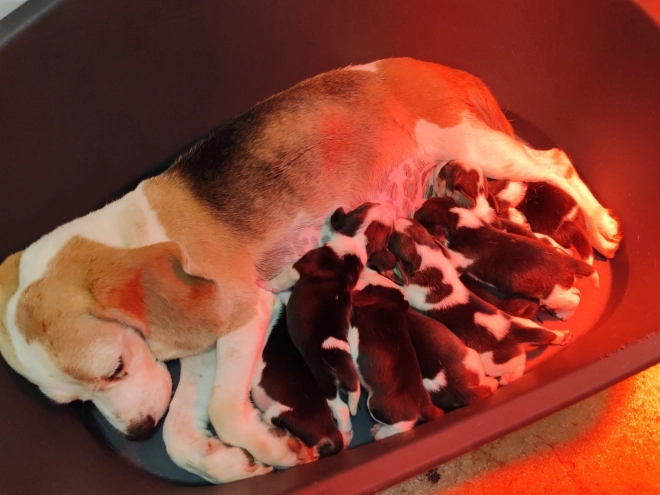 Beagle Welpe kaufen