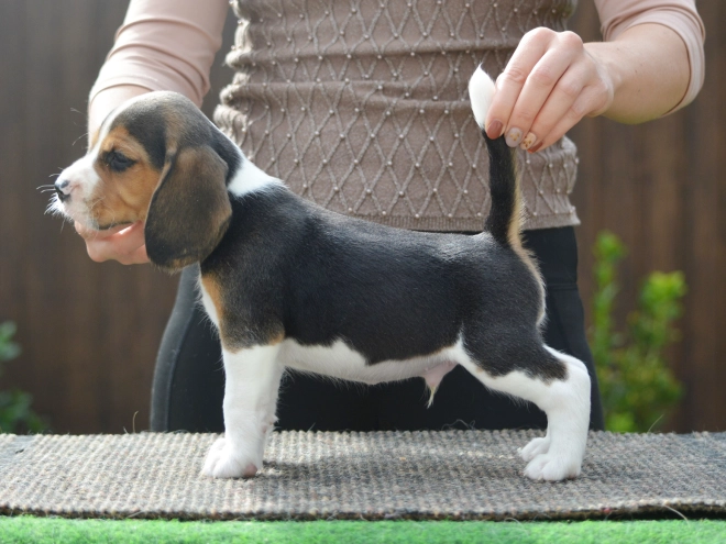 Beagle puppy for sale