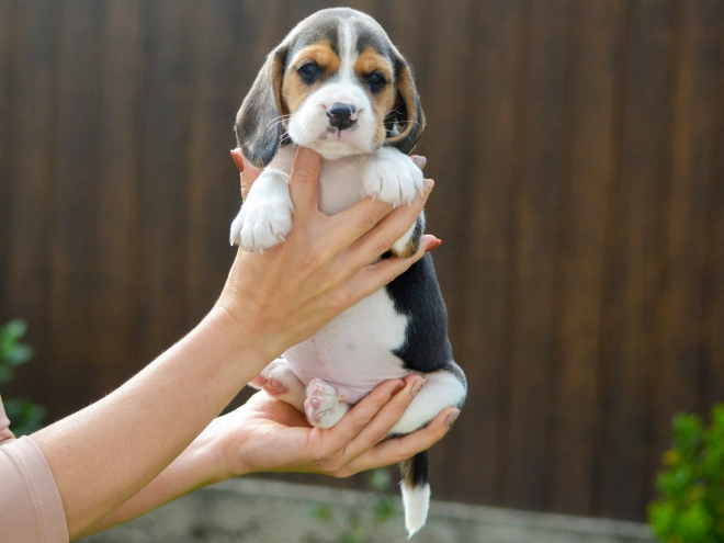 Beagle puppy for sale