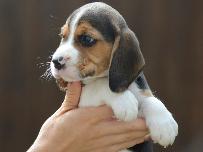 Beagle puppy for sale
