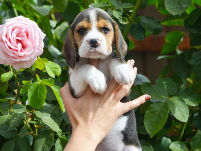 Beagle puppy for sale