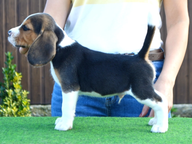 Beagle puppy for sale