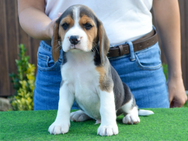 Beagle puppy for sale