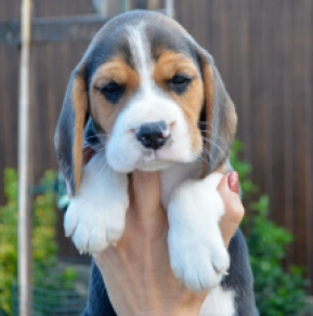 Beagle puppy for sale