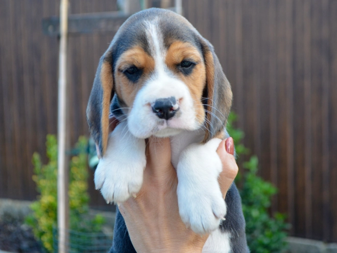 Beagle puppy for sale