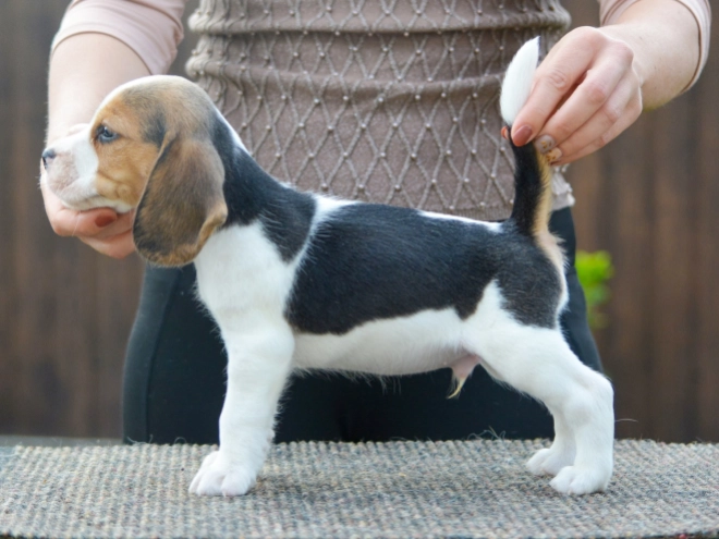 Beagle puppy for sale