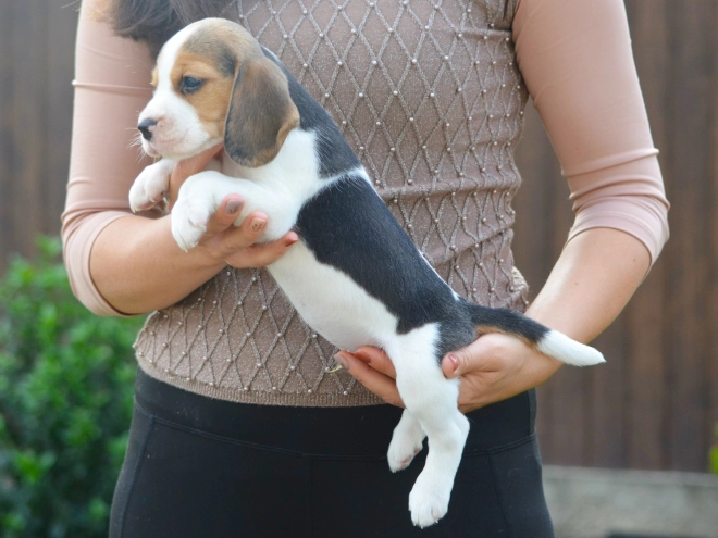 Beagle puppy for sale