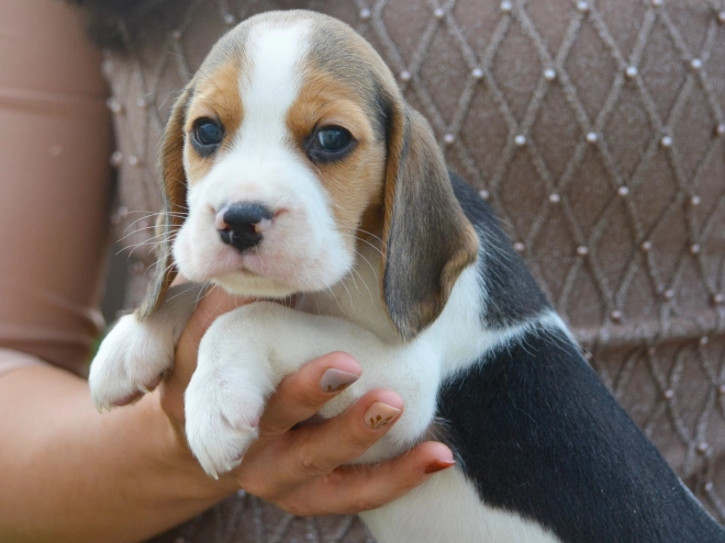Beagle puppy for sale