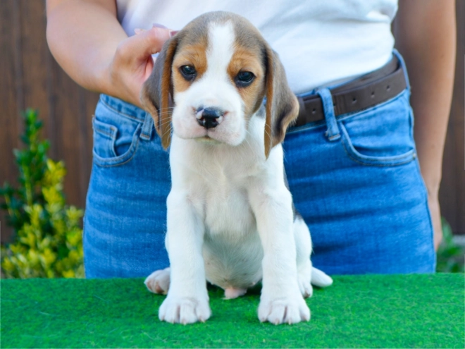Beagle puppy for sale