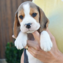 Junior, tricolor Beagle for sale