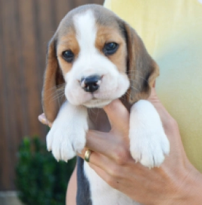 Beagle puppy for sale