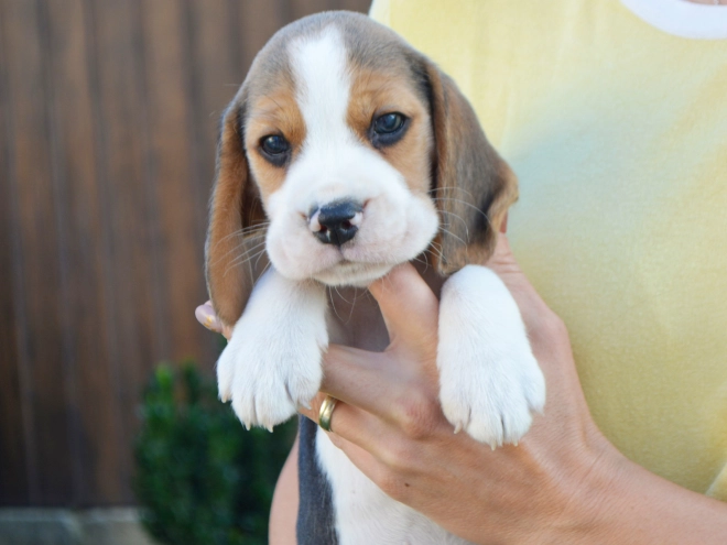 Beagle puppy for sale