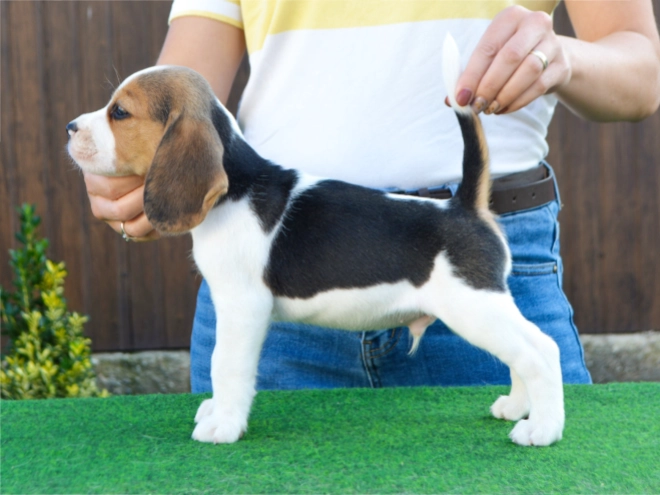 Beagle puppy for sale