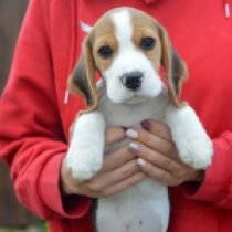 Junior, tricolor Beagle for sale