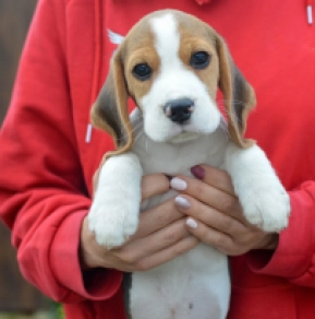 Perros Beagle en venta