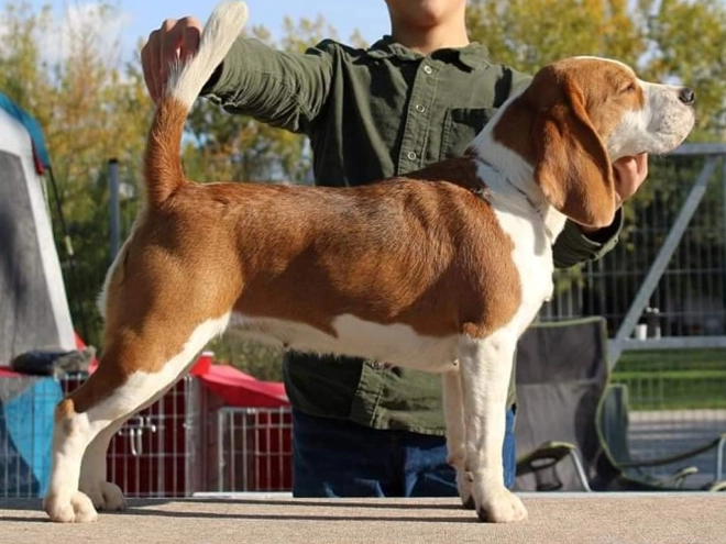 Perros Beagle en venta