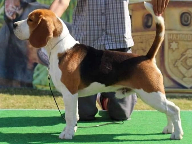 Perros Beagle en venta