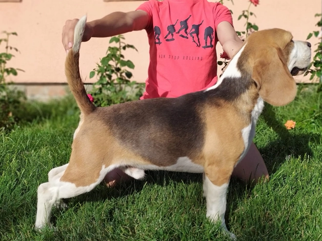 Perros Beagle en venta