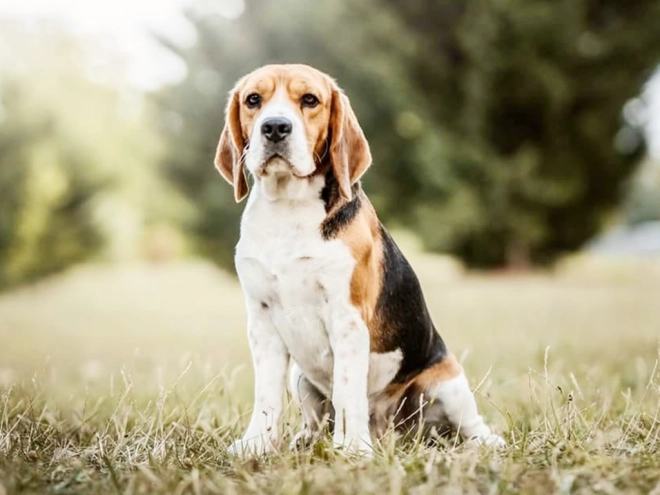 Perros Beagle en venta
