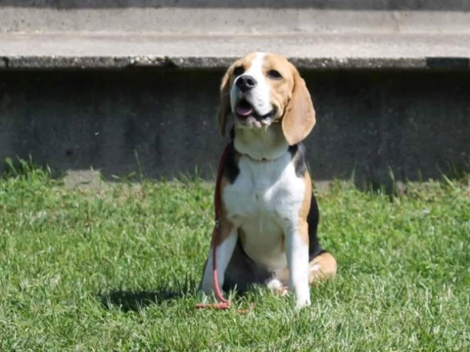 Beagle Welpe kaufen