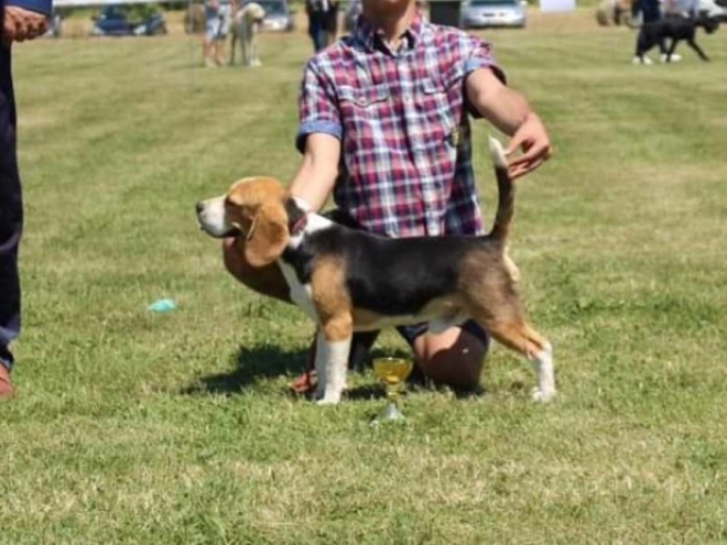 Beagle Welpe kaufen