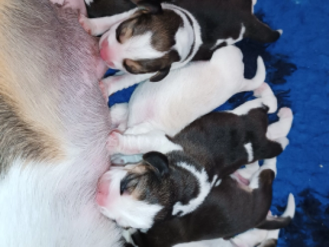 Perros Beagle en venta