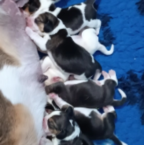 Perros Beagle en venta