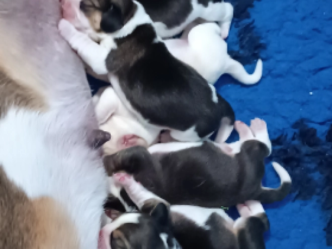 Perros Beagle en venta