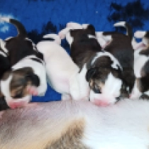 Beagle puppy for sale
