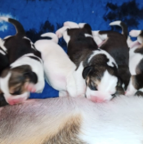Perros Beagle en venta