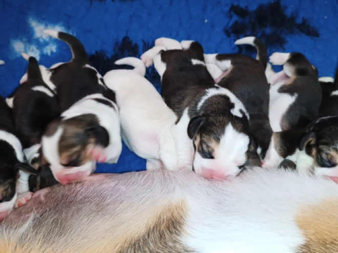 Perros Beagle en venta