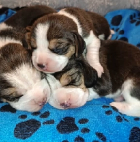 Beagle puppy for sale