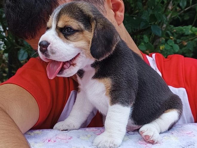 Beagle Welpe kaufen