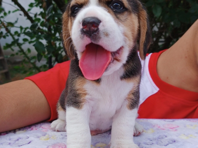 Beagle Welpe kaufen