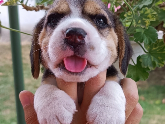 Beagle Welpe kaufen