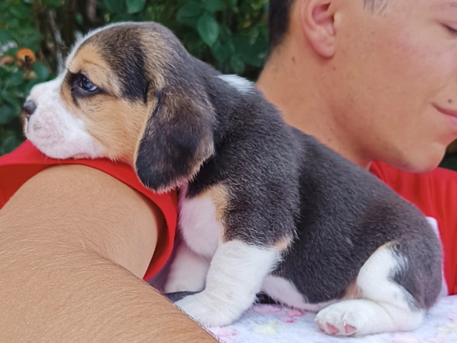 Beagle Welpe kaufen