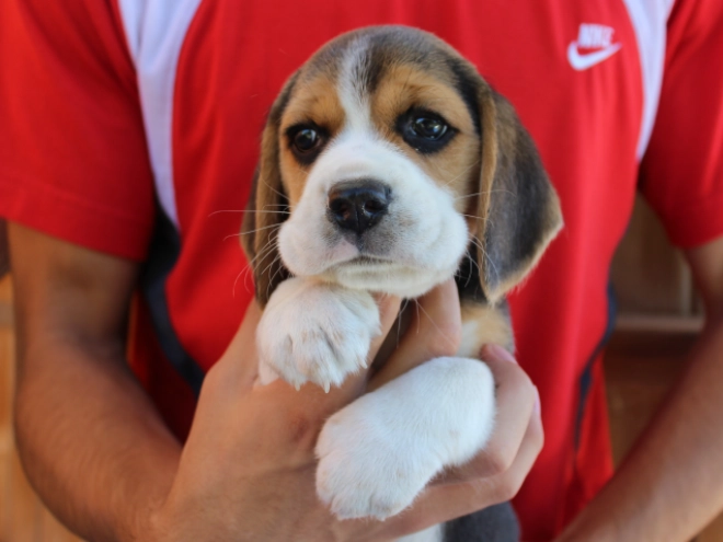 Beagle Welpe kaufen