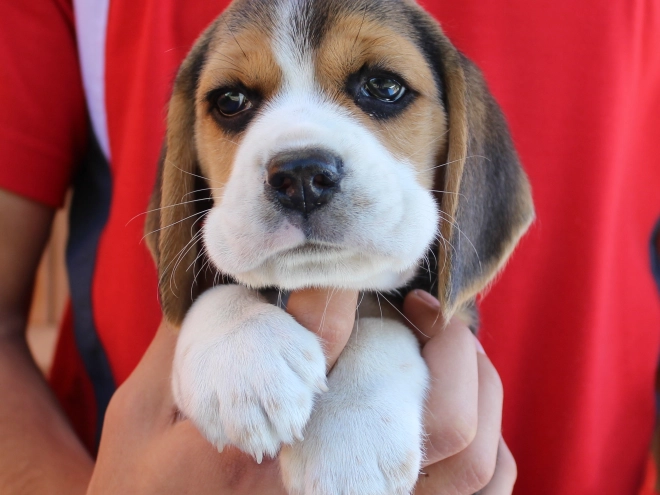 Beagle Welpe kaufen