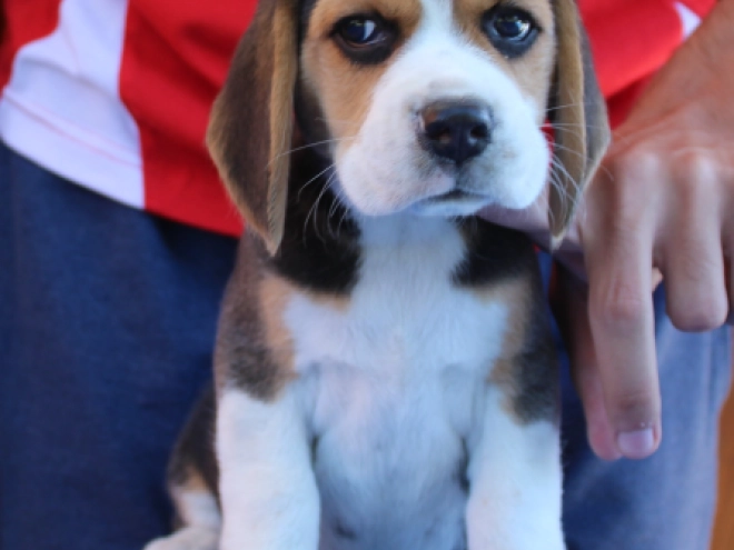 Beagle Welpe kaufen