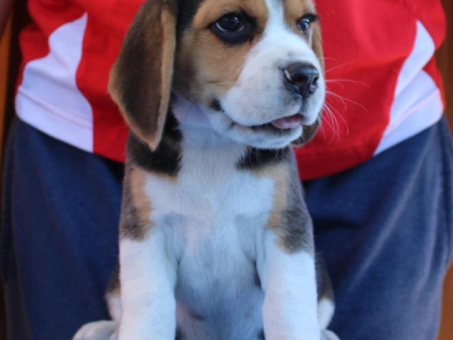 Beagle Welpe kaufen