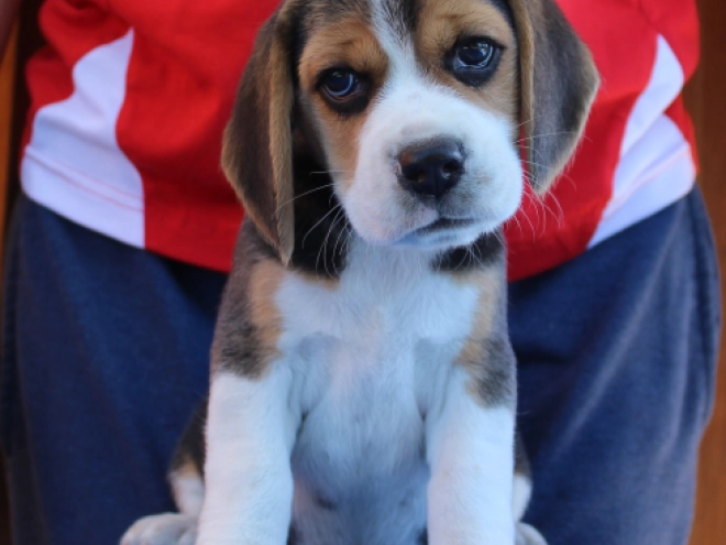 Beagle Welpe kaufen