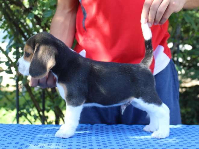 Beagle Welpe kaufen