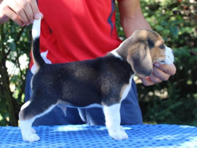 Beagle Welpe kaufen