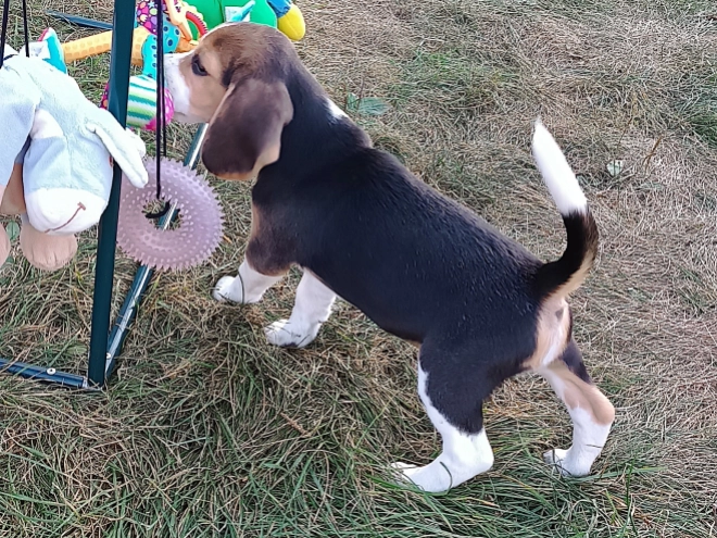 Beagle Welpe kaufen