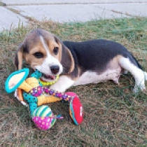 Leo Asrani, tricolor Beagle Welpen kaufen